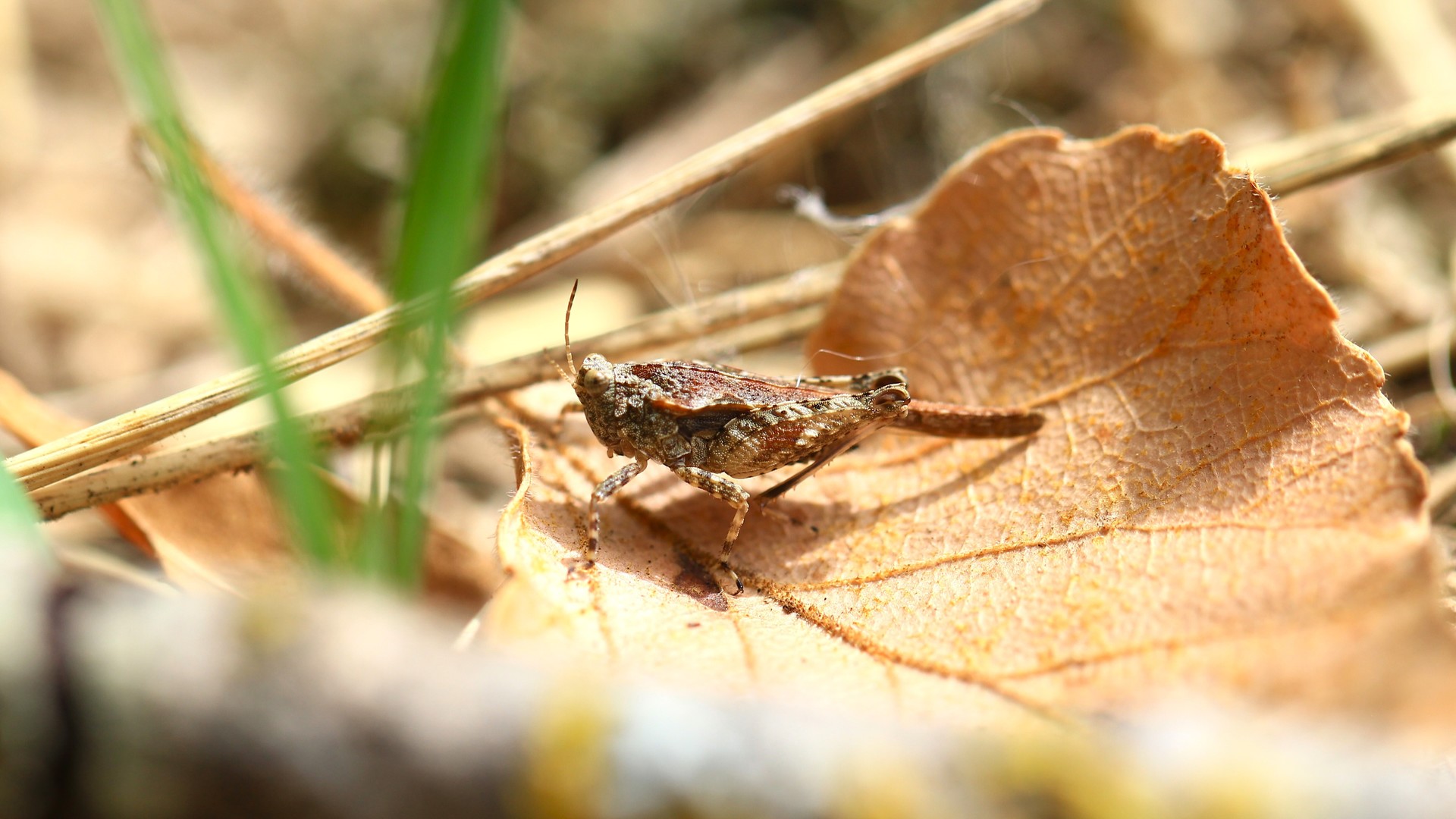 Testing New Distance Monitoring Methods for Biodiversity Conservation in Three Key Biodiversity Areas in Bosnia and Herzegovina