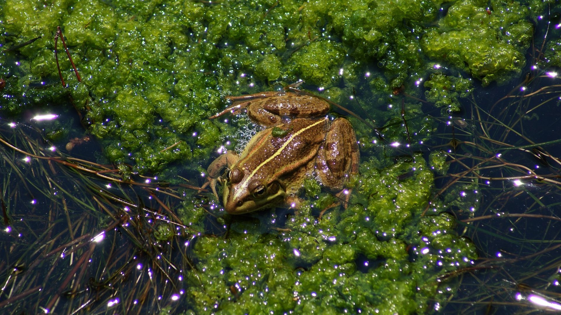 Conservation de la grenouille d'eau albanaise 