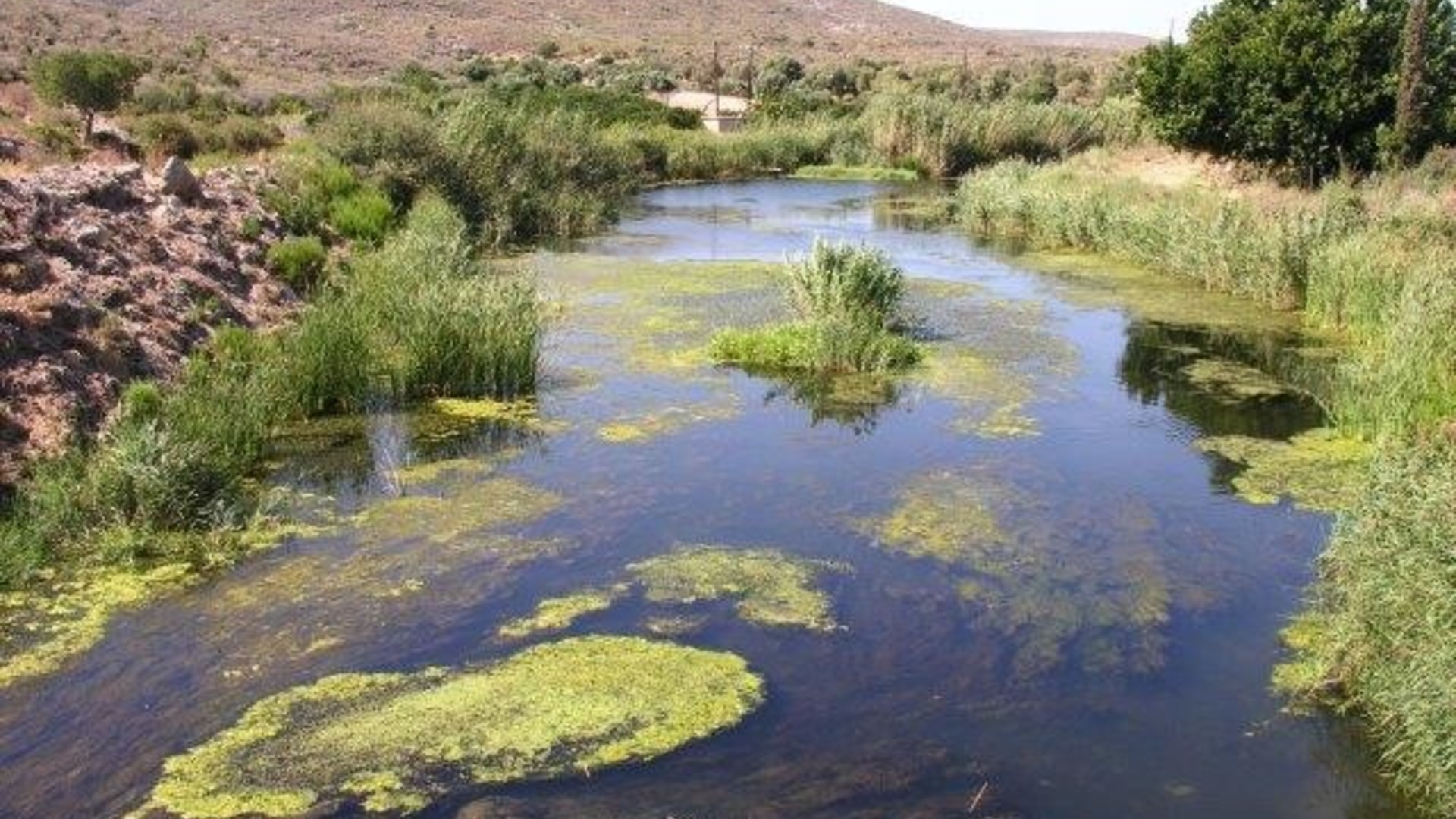 CASTOR : Actions de Conservation visant à Soutenir les Poissons d’Eau Douce menacés de la Rivière Évrotas