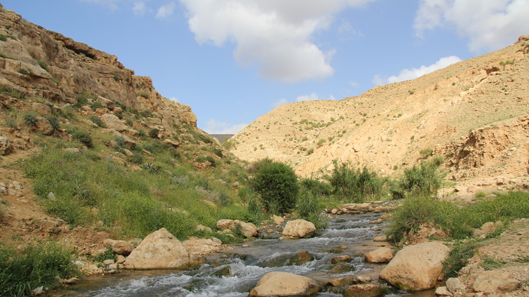 Conservation scientifique des zones humides dans deux zones clés pour la biodiversité dans l'État de Palestine
