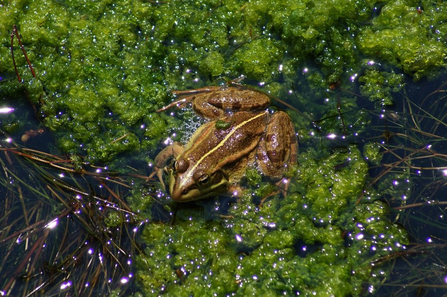 Conservation of the Albanian Water Frog 
